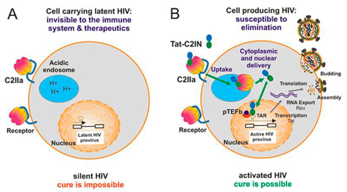Abb. 2: Das Schaubild zeigt die Aktivierung von latentem HIV (©KirchhoffBarth Uni Ulm)