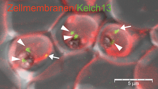 Abb. 1: Das Parasiten-Protein Kelch13 (Pfeile + Pfeilspitzen) ist durch die neue Methode "Selection Linked Integration (SLI)" mit einem gr¸n fluoreszierenden Markerprotein verkn¸pft und so zum ersten Mal im Zellplasma von Malariaparasiten (drei rote rundliche Umrisse) sichtbar gemacht. Die Malariaparasiten leben in roten Blutzellen (grau-rote Umrisse). Aufnahme mittels konfokalem Laserscanning-Mikroskop FluoView 1000 (Olympus). Copyright: ©AG Spielmann/BNITM