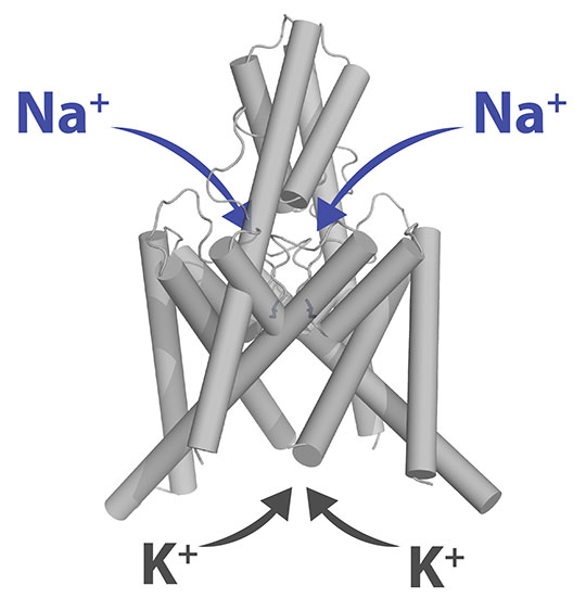 Ist nur ein einziger Baustein am Kaliumkanal TREK-1 verändert, so lässt dieser nicht nur Kalium- (K), sondern auch Natriumionen (Na) durch. © Niels Decher, Philipps-Universität Marburg)