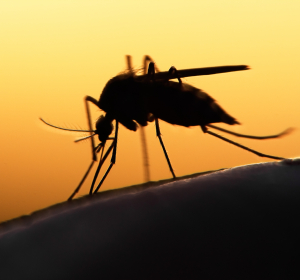 Wirkstoffdoppel Fosmidomycin und Piperaquin zeigt 100% Heilungsrate bei Malaria