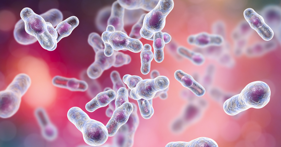 Fäkale Mikrobiota-Therapie bei Clostridium-difficile-Infektion: eine Erfolgsgeschichte
