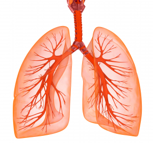 COPD-Exazerbationen verhindern oder zielgerichtet behandeln