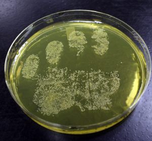 Forschung: Bakterieller Schutz durch Sulfide widerlegt 