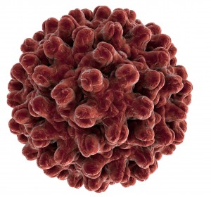Hepatitis: Störung in der Blutversorgung als Ursache für Leberversagen