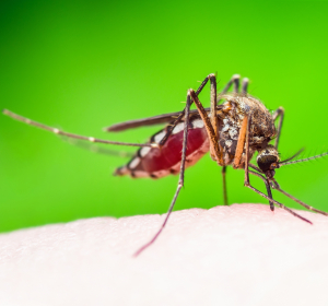 Malaria vivax: Medikament soll Leberparasiten verhindern 