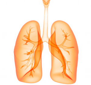 Alterungsprozess der Lunge: Untersuchung mit KI