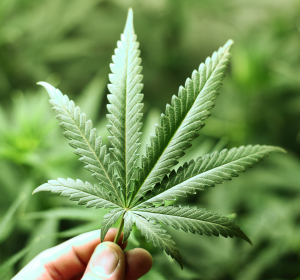 Studie zur Selbstkontrolle im Umgang mit Cannabis 