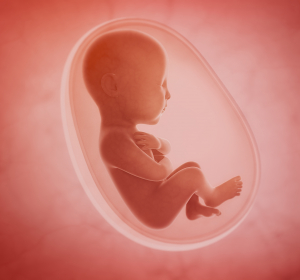 Embryonalentwicklung: Molekularer Rekorder verfolgt Abstammung embryonaler Zellen 