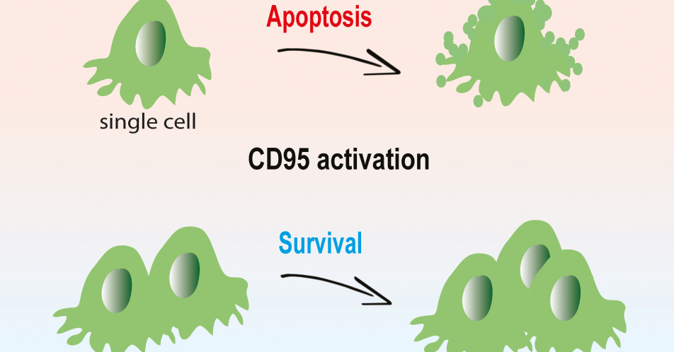 CD95-Aktivierung führt bei Zellen im 3D-Verbund zu Krebswachstum, bei isolierten Krebszellen zu Apoptose
