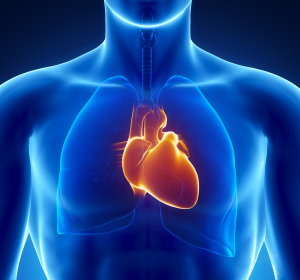 Herz-Kreislauf-Erkrankungen: Mechanismus zur Herzalterung identifiziert
