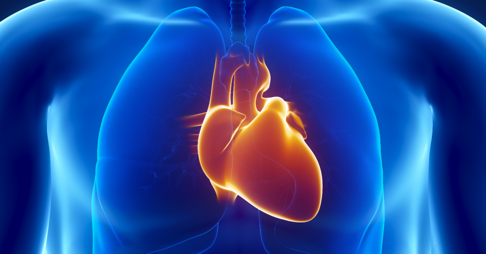 Herz-Kreislauf-Erkrankungen: Mechanismus zur Herzalterung identifiziert