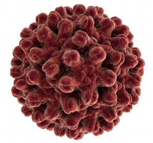 HBV: Möglicher Mechanismus des Immunsystems entschlüsselt