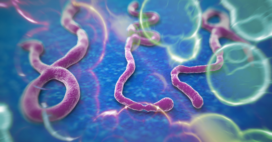 Ebola: Neue Virusvarianten schneller erkennen