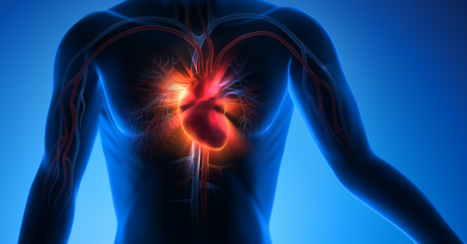 Herzmuskel: Bioverträglicher Gewebekleber in Testung