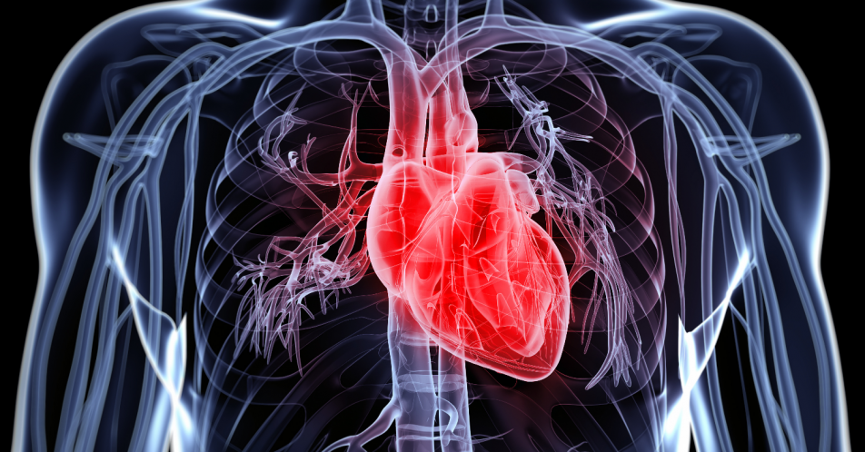Chronische Herzinsuffizienz: Detaillierte Ergebnisse der Phase-III-Studie VICTORIA zu Vericiguat