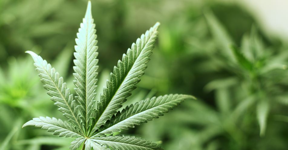 Schmerz 2020: Medizinisches Cannabis in der Schmerztherapie