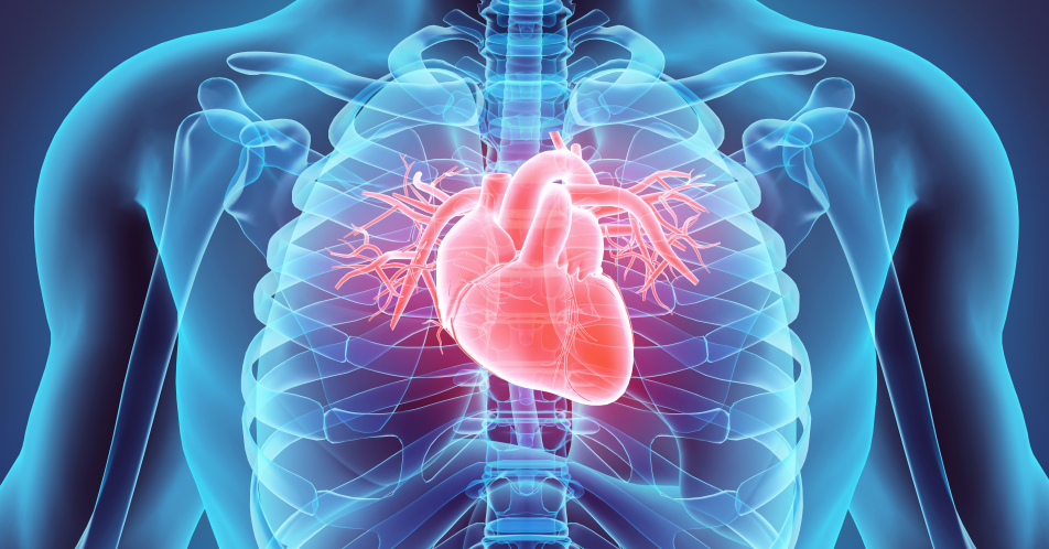 Reoxygenierungsschaden nach HI: Schützender Effekt von Roxadustat in einem Herzmuskelmodell gezeigt
