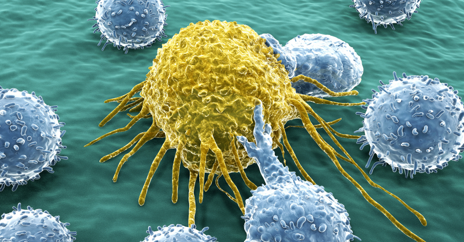COVID-19: Studie zur Rolle zytotoxischer T-Zellen