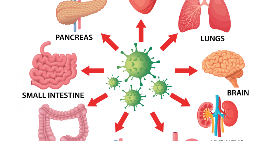 Studie: SARS-CoV-2 infiziert auch die Beta-Zellen der Bauchspeicheldrüse