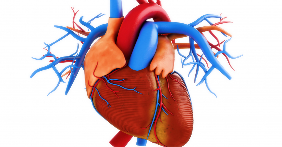 Kardiovaskuläre Ereignisse: Risiko signifikant unter Alirocumab reduziert