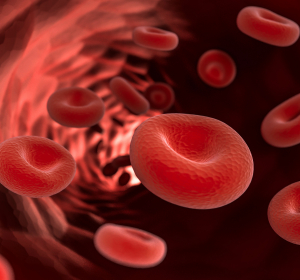 These der Zerstörung roter Blutkörperchen nach Aufenthalt in großer Höhe widerlegt 