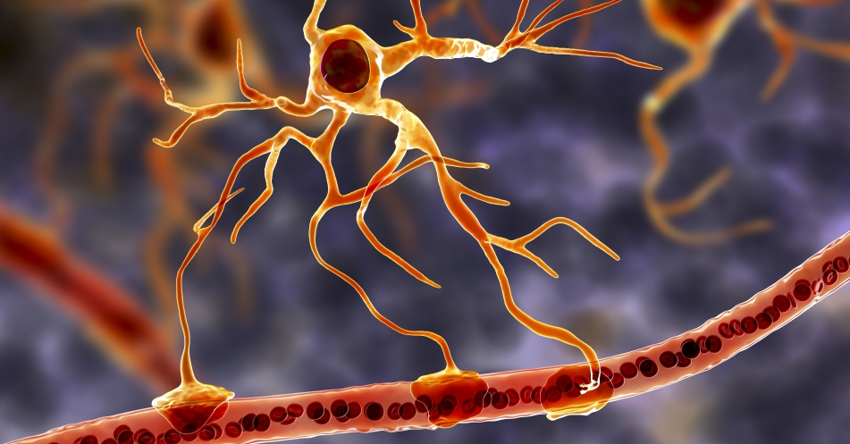 Alzheimerprotein APP reguliert Lernen und Sozialverhalten im gesunden Gehirn