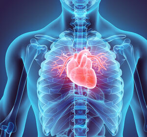 Verdickter Herzmuskel erhöht Risiko für Abbau von Gehirnstrukturen