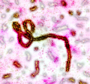Ebola-Impfstoff zeigt robuste und langanhaltende Immunreaktion