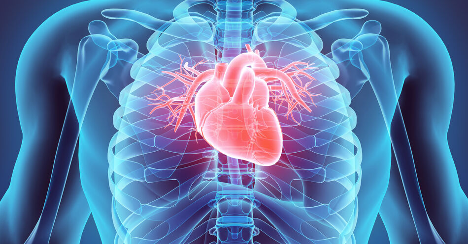 Xenotransplantation: Das Herz der Zukunft?