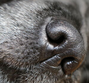 Können Hunde COVID riechen?