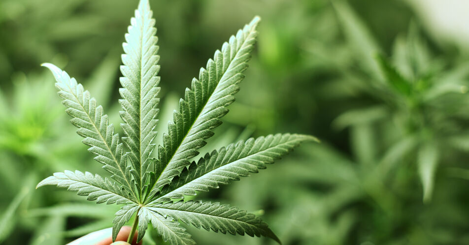 Lauterbach: Cannabis-Freigabe mit dem Prinzip „Safety first“
