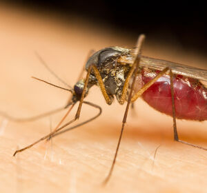 Europäische Kommission erteilt Zulassung von TAK-003 zur Prävention von Dengue bei Personen ab 4 Jahren