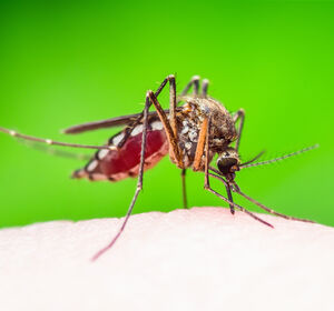 Ausbreitung des Chikungunya-Fiebers in Südamerika