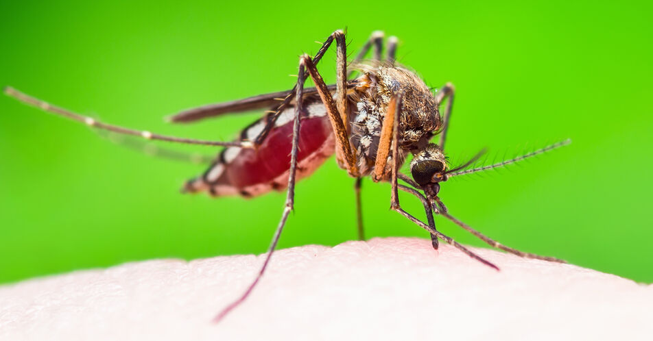 Ausbreitung des Chikungunya-Fiebers in Südamerika