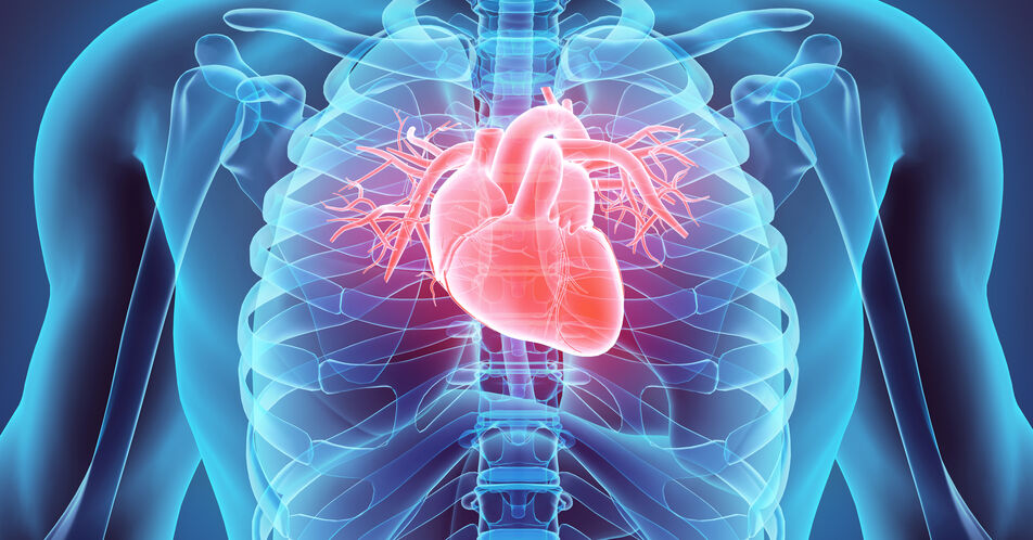 Medikamente statt OP? Neue Erkenntnisse zur Therapie bei verkalkten Herzklappen