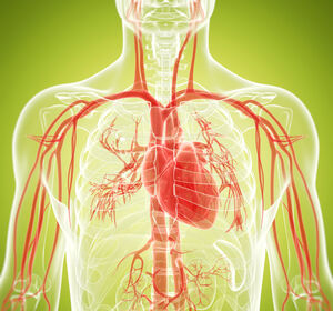Erforschung von Herzerkrankungen mit Organoiden