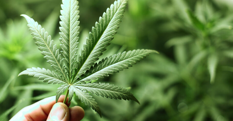 Lauterbach will Cannabis-Legalisierung mit mehr Prävention flankieren