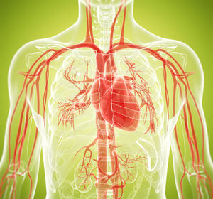 Risikofaktoren für Herz-Kreislauf-Erkrankung: Hypertonie, Fettleber, Adipositas, Typ-2-Diabetes