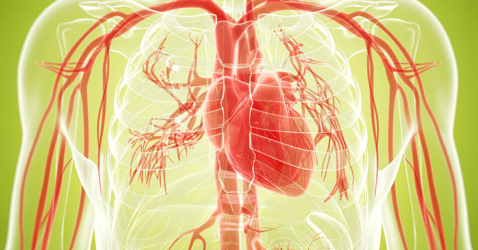 Risikofaktoren für Herz-Kreislauf-Erkrankung: Hypertonie, Fettleber, Adipositas, Typ-2-Diabetes