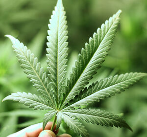 NRW-Gesundheitsministerium gegen Cannabis-Modellvorhaben
