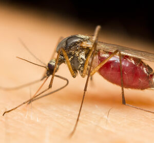 Dengue-Fieber: Bewusstsein schärfen und Maßnahmen anregen