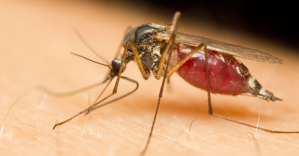 Dengue-Fieber: Bewusstsein schärfen und Maßnahmen anregen