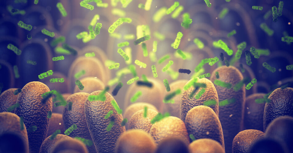 Wie das Darmmikrobiom auf Antibiotika reagiert