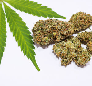 Verbände fordern Stopp der Legalisierung von Cannabis