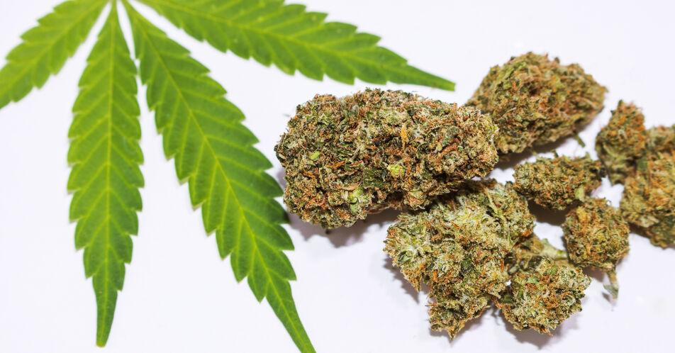 Verbände fordern Stopp der Legalisierung von Cannabis