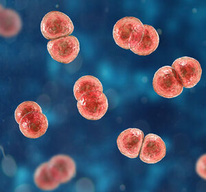 Pneumokokken-Meningitis: TLR-Blockade als Ergänzung der Antibiotikatherapie