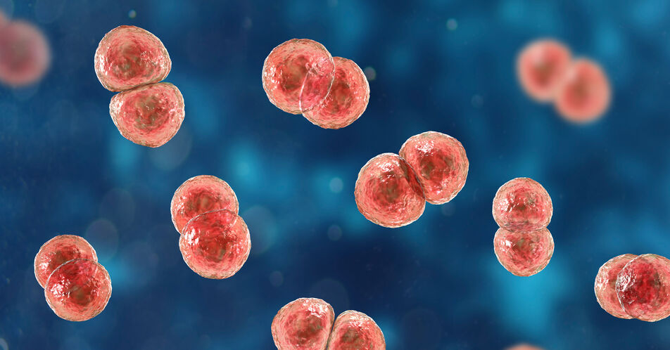Pneumokokken-Meningitis: TLR-Blockade als Ergänzung der Antibiotikatherapie