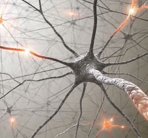 Gehirn aus dem 3D-Drucker kann Erforschung neurodegenerativer Erkrankungen vorantreiben