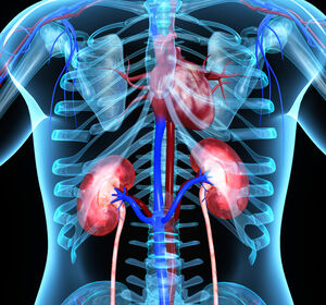 FINE-HEART: neue Analyse zu kardiorenalen Auswirkungen von Finerenon